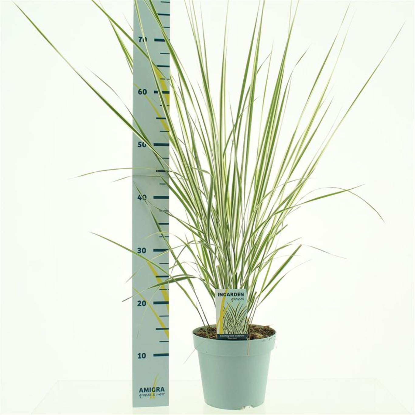 Calamagrostis acut. 'Overdam' - C2